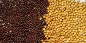 Pure Mustard Seeds