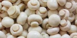 Indian Button Mushroom