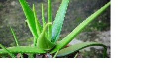 Aloe Vera Gel