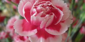 Carnation Floral Absolute Oil