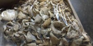 Oyster Dry Mushroom
