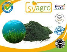 Spirulina Powder