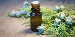 Thuja Wood Essential Oil