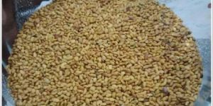 Alfalfa Seeds (Lucerne Seed)