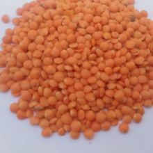 Red Lenthil Masoor Split Dal