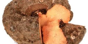 Fresh Elephant Foot Yam