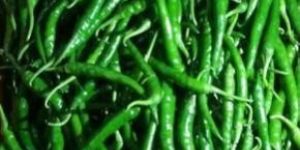 Fresh Green Chilli