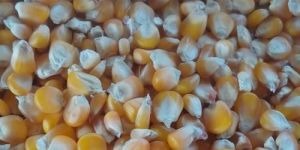 Small Yellow Maize