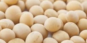 White Soybean