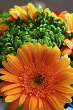 Beautiful Sunny Yellow Fiery Gerbera