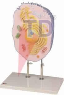 Animal Cell Model