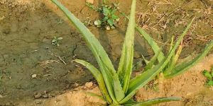Aloe Vera Baby Plant
