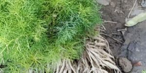 Asparagus Racemosus Plants