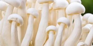 Organic Milky White Mushroom