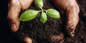 Bio Meal Organic Manure