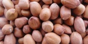 Bold Groundnut Kernels