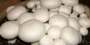 Button Mushroom
