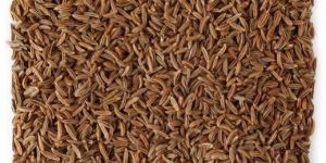 Cumin Seed