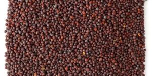 Mustard Seeds