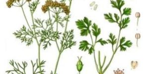 Fresh Coriander Leaves