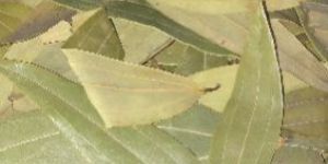 Dry Bay Leaves