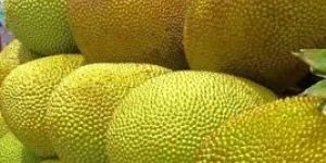 Fresh Jackfruit