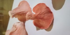 Dried Oyster Mushrooms