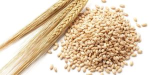Barley Seeds