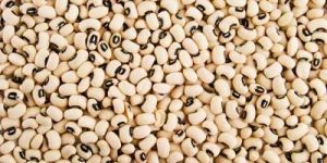 Cowpea Seeds