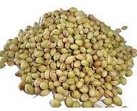 Coriander Seeds