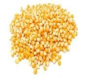 Yellow Maize