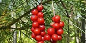 Schizandra Berry