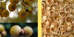 Soap Nut Shells