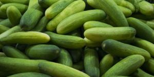 Fresh Cucumber