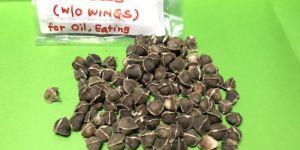 Moringa Seeds without Wings