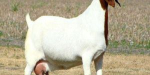 Brown and White Goat