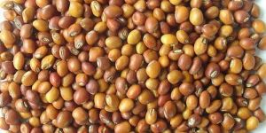 Pigeon Pea Seeds
