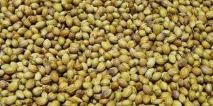 Natural Coriander Seeds