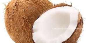 Coconut