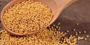 Non Organic Mustard Seeds