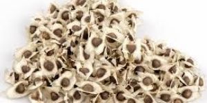 Moringa Seeds