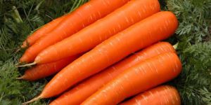 Fresh Carrot