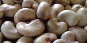 Dried Raw Cashew Nuts