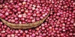 Fresh Small Red Onion