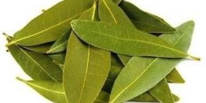 Indian Bay Leaf