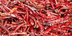 Byadgi Dry Red Chilli