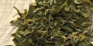 Organic Moringa Dried Leaves