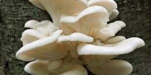 White Mushroom