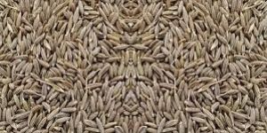 Whole Cumin Seeds
