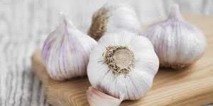 Garlic